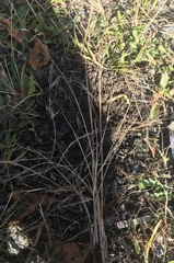 Sporobolus compositus