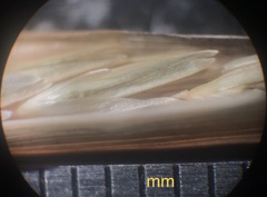 Sporobolus compositus