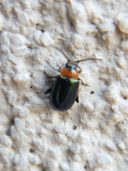 Disonycha politula