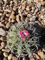 Melocactus zehntneri