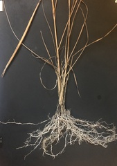 Sporobolus compositus