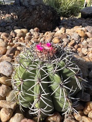 Melocactus zehntneri