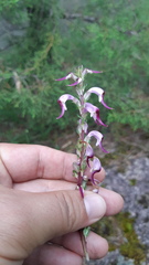 Pedicularis glabra