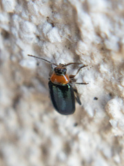 Disonycha politula