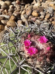 Melocactus zehntneri