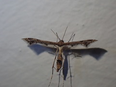 Lantanophaga pusillidactylus