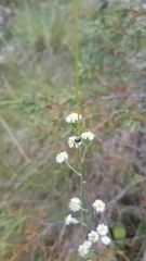 Laennecia spellenbergii
