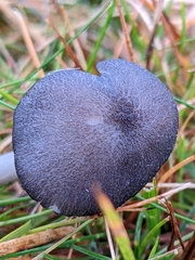 Entoloma violaceoserrulatum
