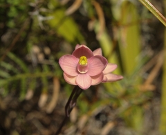 Thelymitra carnea