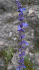 Salvia lavanduloides