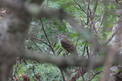 Myiarchus tyrannulus