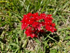 Glandularia peruviana