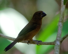 Cyanoloxia cyanoides