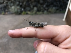 Trimerotropis occidentalis