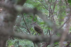 Myiarchus tyrannulus