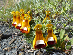 Calceolaria uniflora