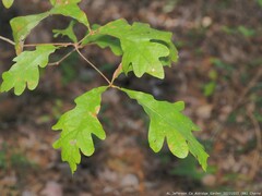 Stigmella quercipulchella