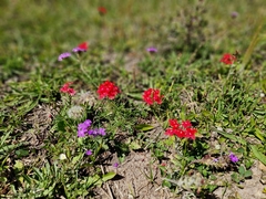 Glandularia peruviana