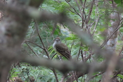 Myiarchus tyrannulus