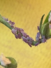 Macrosiphum