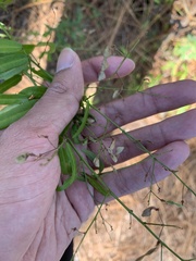 Desmodium strictum