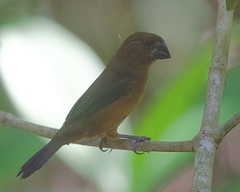 Cyanoloxia cyanoides