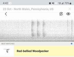 Melanerpes carolinus