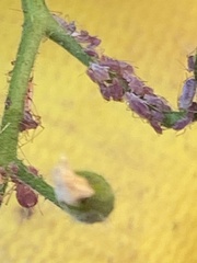 Macrosiphum
