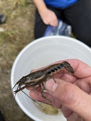 Procambarus natchitochae