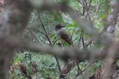 Myiarchus tyrannulus