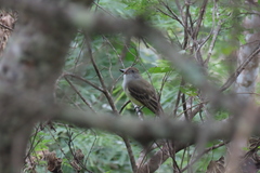 Myiarchus tyrannulus