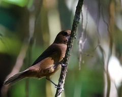 Cyanoloxia cyanoides