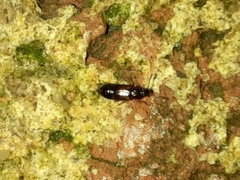 Omaliinae