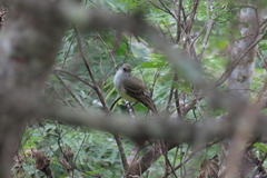 Myiarchus tyrannulus