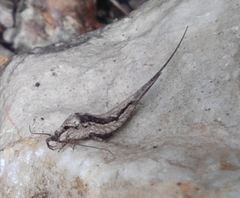 Meinertellidae