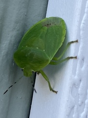 Chinavia pensylvanica