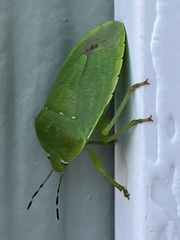 Chinavia pensylvanica