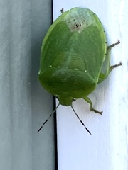 Chinavia pensylvanica