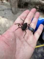 Macromia