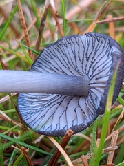 Entoloma violaceoserrulatum