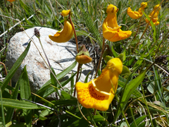 Calceolaria uniflora × polyrhiza