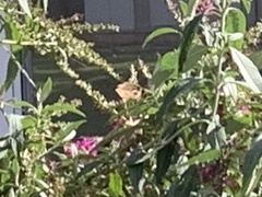 Junonia grisea