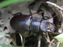 Lucanus tetraodon