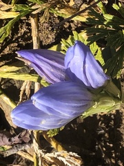 Gentiana saponaria