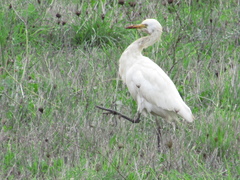 Bubulcus ibis