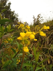 Calceolaria crenata