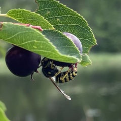 Vespula alascensis