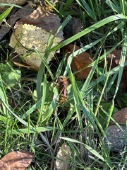 Aculeata