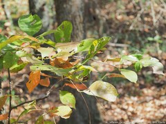 Stigmella villosella