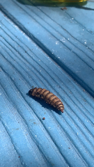 Hermetiinae